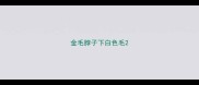 金毛脖子下白色毛