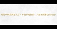 狗狗牙根发黄怎么办专业护理指南从原因到解决方法全