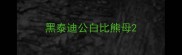 黑泰迪公白比熊母