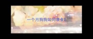 一个月狗狗如何喂食