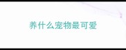 养什么宠物最可爱