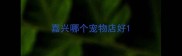 嘉兴哪个宠物店好