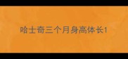 哈士奇三个月身高体长