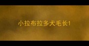 小拉布拉多犬毛长