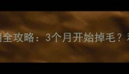银狐犬换毛期全攻略3个月开始掉毛科学护理指南