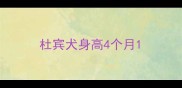 杜宾犬身高4个月