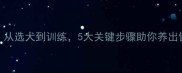 边牧饲养全攻略从选犬到训练5大关键步骤助你养出健康聪明的工作犬