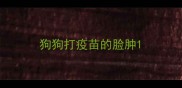狗狗打疫苗的脸肿
