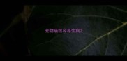 宠物猫很容易生病