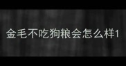 金毛不吃狗粮会怎么样