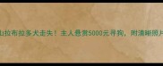 紧急求助乐山拉布拉多犬走失主人悬赏5000元寻狗附清晰照片及特征描述
