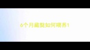 6个月藏獒如何喂养