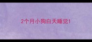 2个月小狗白天睡觉