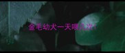 金毛幼犬一天喂几次