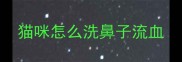 猫咪怎么洗鼻子流血