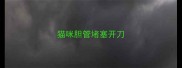 猫咪胆管堵塞开刀