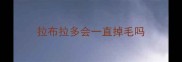 拉布拉多会一直掉毛吗