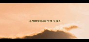 小狗吃的肠胃宝多少钱