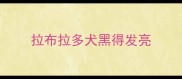 拉布拉多犬黑得发亮