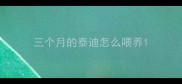 三个月的泰迪怎么喂养