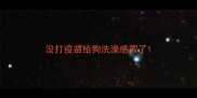 没打疫苗给狗洗澡感冒了