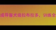 新手必看30天速成导盲犬级拉布拉多训练全攻略附视频教程