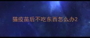 猫疫苗后不吃东西怎么办