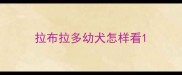 拉布拉多幼犬怎样看