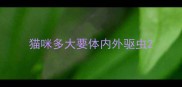 猫咪多大要体内外驱虫