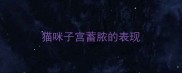 猫咪子宫蓄脓的表现