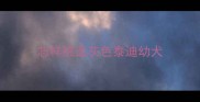 怎样挑选灰色泰迪幼犬