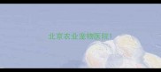 北京农业宠物医院