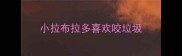小拉布拉多喜欢咬垃圾
