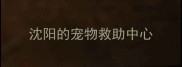 沈阳的宠物救助中心