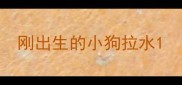 刚出生的小狗拉水