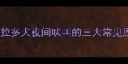 拉布拉多犬夜间吠叫的三大常见原因