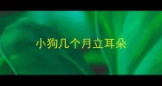 小狗几个月立耳朵