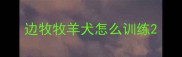 边牧牧羊犬怎么训练