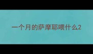 一个月的萨摩耶喂什么