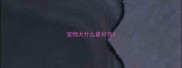 宠物犬什么最好养
