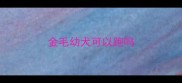 金毛幼犬可以跑吗
