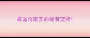 最适合家养的稀有宠物