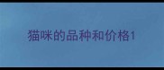 猫咪的品种和价格