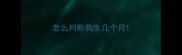 怎么判断狗生几个月