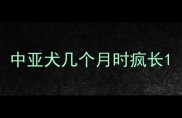 中亚犬几个月时疯长