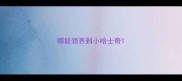 哪能领养到小哈士奇