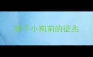 狗下小狗前的征兆