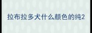 拉布拉多犬什么颜色的纯