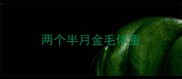 两个半月金毛体重