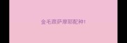 金毛跟萨摩耶配种
